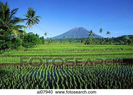 Indonesia, Bali, Klungkung, newly planted rice fields, Mount Agung in background. (grainy) View Large Photo Image Stock Image - Indonesia, Bali, Klungkung, newly planted rice fields, Mount Agung in background. (grainy). Fotosearch