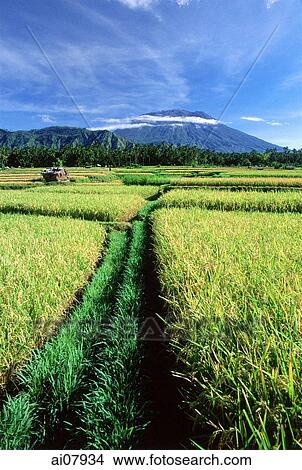Indonesia, Bali, Klungkung, rice fields, Mount Agung in background. (grainy) View Large Photo Image Picture - Indonesia, Bali, Klungkung, rice fields, Mount Agung in background. (grainy). Fotosearch