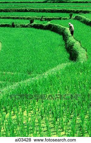 Indonesia, Bali, Man in rice paddy View Large Photo Image Stock Photo - Indonesia, Bali, Man in rice paddy. Fotosearch