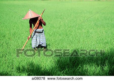 Indonesia, Bali, Man working on rice terraces. View Large Photo Image Stock Photo - Indonesia, Bali, Man working on rice terraces.. Fotosearch