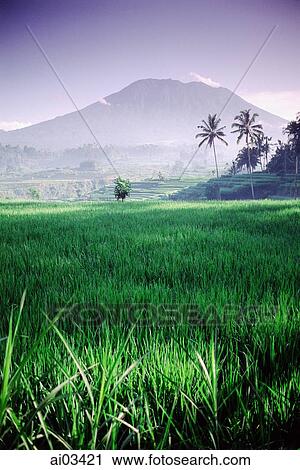 Indonesia, Bali, Rice paddies, Mt. Agung in background. View Large Photo Image Stock Image - Indonesia, Bali, Rice paddies, Mt. Agung in background.. Fotosearch