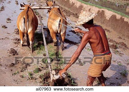 Indonesia, Bali, Ubud, Balinese man ploughing rice padi. (grainy) View Large Photo Image Stock Image - Indonesia, Bali, Ubud, Balinese man ploughing rice padi. (grainy). Fotosearch