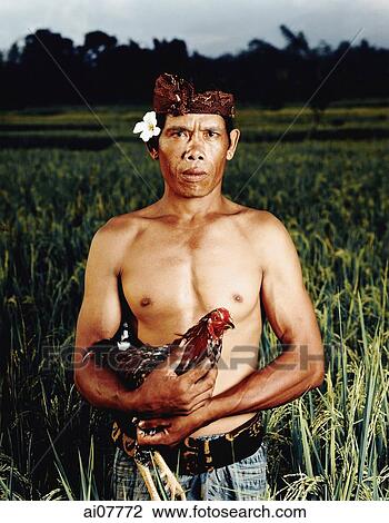 Indonesia, Bali, Ubud, Balinese rice farmer in rice field holding cock. View Large Photo Image Stock Image - Indonesia, Bali, Ubud, Balinese rice farmer in rice field holding cock.. Fotosearch