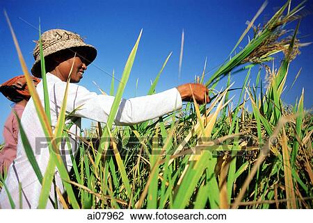 Indonesia, Bali, Ubud, Balinese woman harvesting rice. (grainy) View Large Photo Image Stock Image - Indonesia, Bali, Ubud, Balinese woman harvesting rice. (grainy). Fotosearch