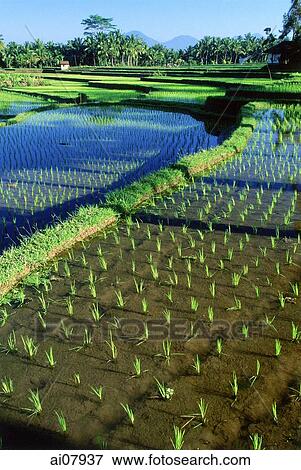 Indonesia, Bali, Ubud, Newly planted rice fields. (grainy) View Large Photo Image Stock Photo - Indonesia, Bali, Ubud, Newly planted rice fields. (grainy). Fotosearch