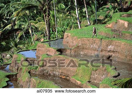 Indonesia, Bali, Ubud, Tegallalang, rice terraces before planting. (grainy) View Large Photo Image Stock Photography - Indonesia, Bali, Ubud, Tegallalang, rice terraces before planting. (grainy). Fotosearch