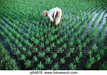 Stock Photograph - Indonesia, Bali, woman working in rice paddy.. Fotosearch