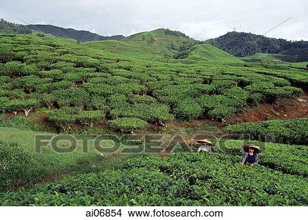 Indonesia, Bandung, tea plantation View Large Photo Image Picture - Indonesia, Bandung, tea plantation. Fotosearch