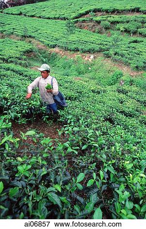 Indonesia, Bandung, tea plantation View Large Photo Image Stock Photo - Indonesia, Bandung, tea plantation. Fotosearch