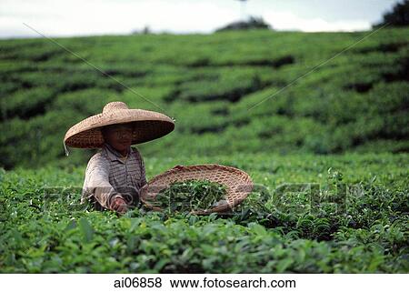 Indonesia, Bandung, tea plantation View Large Photo Image Stock Photo - Indonesia, Bandung, tea plantation. Fotosearch