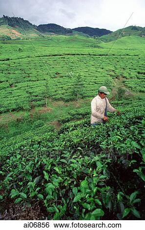 Stock Photograph - Indonesia, Bandung, tea plantation. Fotosearch