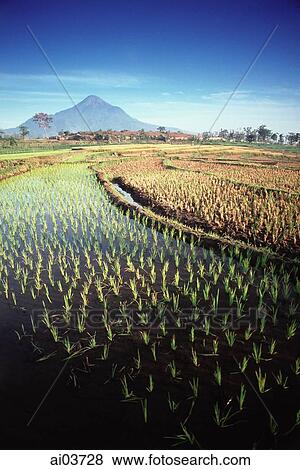 Stock Photo - Indonesia, East Java, rice paddies with volcano in background. Fotosearch