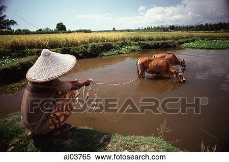 Indonesia, Lombok, Cows bathing. View Large Photo Image Stock Photography - Indonesia, Lombok, Cows bathing.. Fotosearch