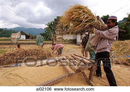 Indonesia, Lombok, Muslim Sasak farmers separate rice kernels from husks. View Large Photo Image Stock Photograph - Indonesia, Lombok, Muslim Sasak farmers separate rice kernels from husks.. Fotosearch