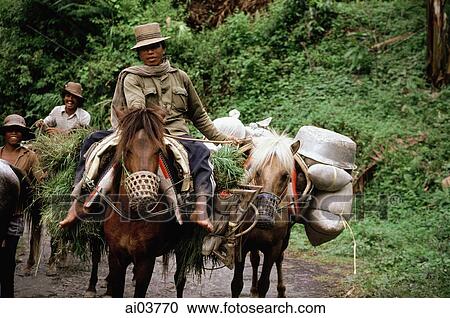 Indonesia, S. Sulawesi horsemen View Large Photo Image Stock Image - Indonesia, S. Sulawesi horsemen. Fotosearch