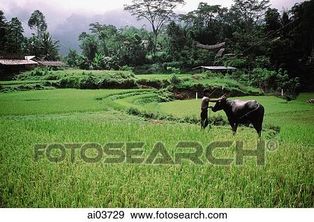 Indonesia, S. Sulawesi, Toraja, man with buffalo in field View Large Photo Image Stock Photo - Indonesia, S. Sulawesi, Toraja, man with buffalo in field. Fotosearch