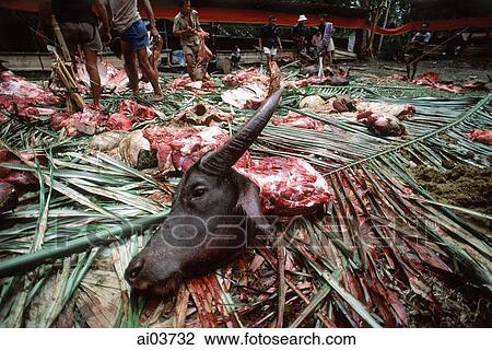 Indonesia, S. Sulawesi, Toraja, Severed buffalo head at funeral ceremony. View Large Photo Image Stock Image - Indonesia, S. Sulawesi, Toraja, Severed buffalo head at funeral ceremony.. Fotosearch