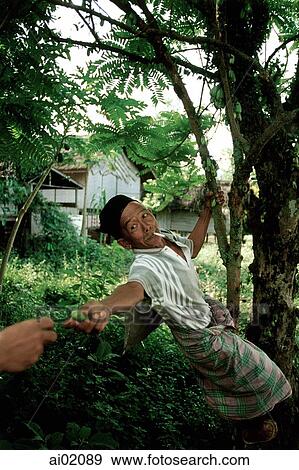 Indonesia, Sumatra, Aceh, Muslim man plucks spice from tree. View Large Photo Image Stock Photo - Indonesia, Sumatra, Aceh, Muslim man plucks spice from tree.. Fotosearch