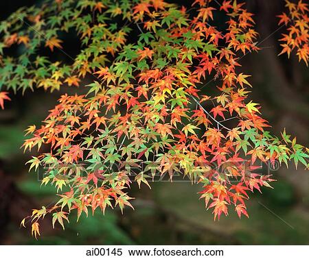 Japan, color of autumn maple View Large Photo Image Stock Photography - Japan, color of autumn maple. Fotosearch