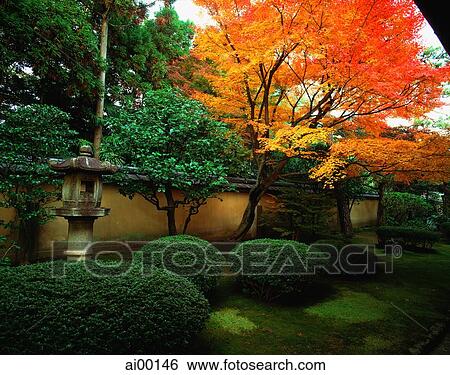 Japan, Kyoto, Kohrin-in, Daitoku-ji sub-temple, garden with maple View Large Photo Image Stock Photograph - Japan, Kyoto, Kohrin-in, Daitoku-ji sub-temple, garden with maple. Fotosearch