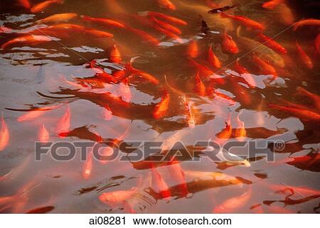 Koi fish in pond View Large Photo Image Stock Image - Koi fish in pond. Fotosearch