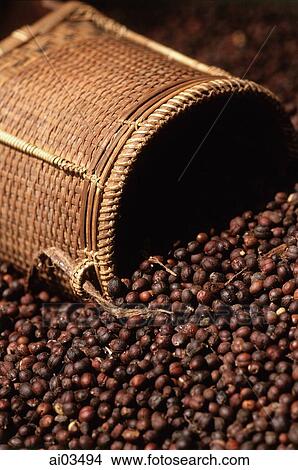 Picture - Laos, freshly picked coffee beans. Fotosearch