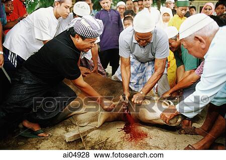 Malaysia, Kuala Terengganu, Muslims severing head of cow at Tengku Tengah Zaharah Mosque to mark Hari Raya Haji. View Large Photo Image Stock Photo - Malaysia, Kuala Terengganu, Muslims severing head of cow at Tengku Tengah Zaharah Mosque to mark Hari Raya Haji.. Fotosearch