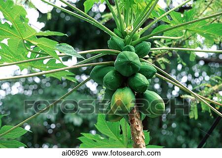 Stock Photograph - Malaysia, Penang, Papaya tree with fruit. Fotosearch