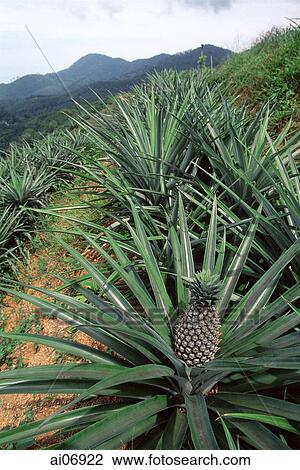 Stock Image - Malaysia, Penang, Pineapple plantation. Fotosearch