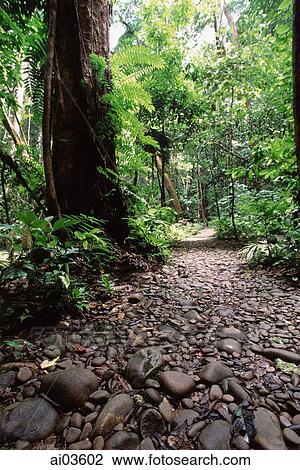 Malaysia, Sarawak, Mulu National Park, jungle path leading to Clearwater cave. View Large Photo Image Stock Image - Malaysia, Sarawak, Mulu National Park, jungle path leading to Clearwater cave.. Fotosearch