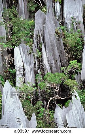 Stock Photo - Malaysia, Sarawak, Mulu National Park, The Pinnacles. Fotosearch