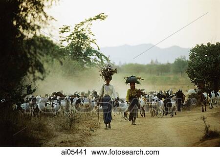 Myanmar (Burma), Bagan, Local women leading herd of goats. View Large Photo Image Stock Image - Myanmar (Burma), Bagan, Local women leading herd of goats.. Fotosearch