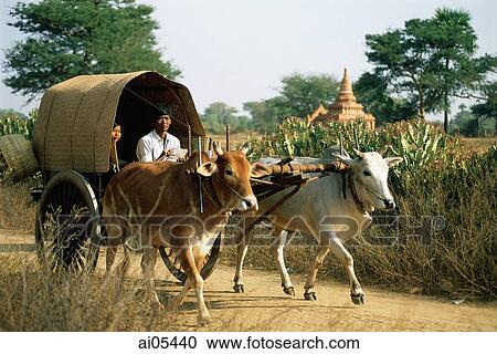 Stock Image - Myanmar (Burma), Bagan, Ox drawn cart on dirt path. Fotosearch