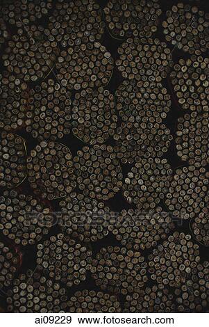 Myanmar (Burma), Nyaungshwe, Inle lake, Stacks of cheroot at cheroot factory. View Large Photo Image Stock Photo - Myanmar (Burma), Nyaungshwe, Inle lake, Stacks of cheroot at cheroot factory.. Fotosearch