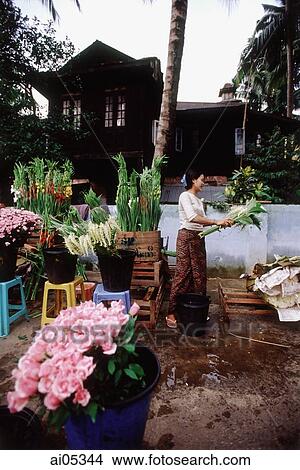 Myanmar (Burma), Yangon (Rangoon), A vendor bundling blossoms in a colorful flower market. View Large Photo Image Picture - Myanmar (Burma), Yangon (Rangoon), A vendor bundling blossoms in a colorful flower market.. Fotosearch