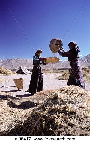 Nepal, Mustang, Women winnowing wheat View Large Photo Image Stock Photo - Nepal, Mustang, Women winnowing wheat. Fotosearch