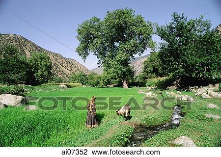 Pakistan, Northern Areas, Chitral, Bumburet Valley, Kailash woman with goat. View Large Photo Image Stock Image - Pakistan, Northern Areas, Chitral, Bumburet Valley, Kailash woman with goat.. Fotosearch