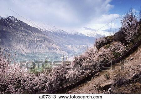 Stock Image - Pakistan, Northern Areas, Hunza Valley, Rakaposhi Peak.. Fotosearch