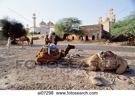 Stock Photo - Pakistan, Punjab, Cohistan Desert, Men and camels resting outside Derawar Mosque.. Fotosearch
