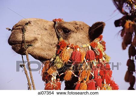 Picture - Pakistan, Sind, Karachi, Camel wearing elaborated headdress.. Fotosearch