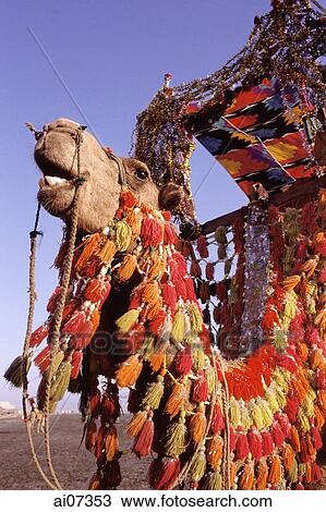 Stock Image - Pakistan, Sind, Karachi, Camel wearing elaborate headdress.. Fotosearch