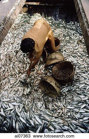 Stock Image - Pakistan, Sind, Karachi, West Wharf Harbor, Man unloading fish into baskets.. Fotosearch