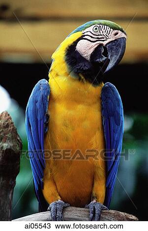 Singapore, Parrot at the Singapore Zoological Gardens. View Large Photo Image Stock Image - Singapore, Parrot at the Singapore Zoological Gardens.. Fotosearch