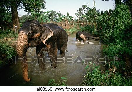 Sri Lanka, Elephants bathing in river View Large Photo Image Stock Photo - Sri Lanka, Elephants bathing in river. Fotosearch