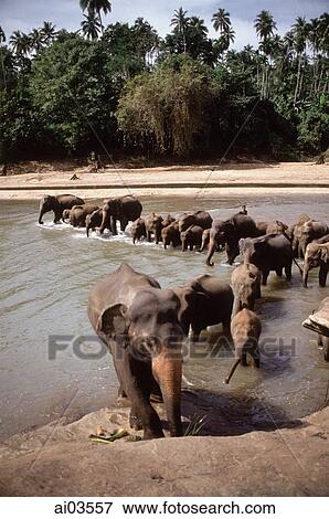 Sri Lanka, Elephants leaving the Maha Oya river at the Pinnawella elephant orphanage View Large Photo Image Stock Photo - Sri Lanka, Elephants leaving the Maha Oya river at the Pinnawella elephant orphanage. Fotosearch
