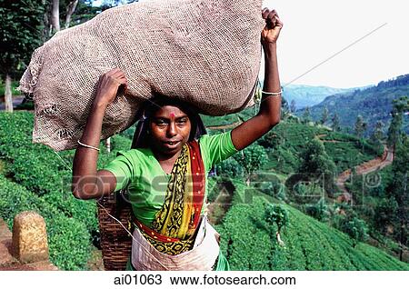 Sri Lanka, Talawakele, Woman carrying sack of tea on her head View Large Photo Image Stock Image - Sri Lanka, Talawakele, Woman carrying sack of tea on her head. Fotosearch