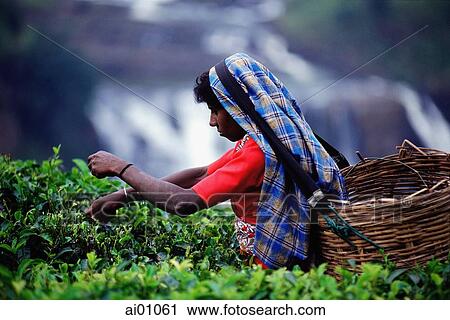 Sri Lanka, Talawakele, Woman picking tea in front of St. Clair's waterfall View Large Photo Image Stock Image - Sri Lanka, Talawakele, Woman picking tea in front of St. Clair's waterfall. Fotosearch