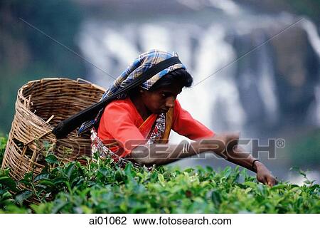 Stock Image - Sri Lanka, Talawakele, Woman picking tea in front of St. Clair's waterfall. Fotosearch