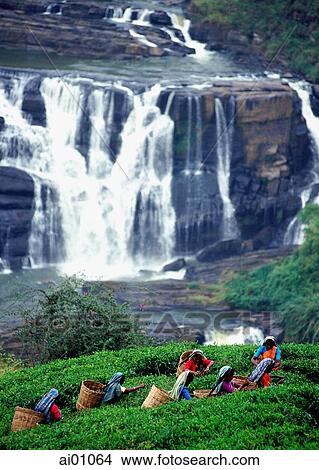 Sri Lanka, Talawakele, Women picking tea in front of St. Clair's waterfall View Large Photo Image Picture - Sri Lanka, Talawakele, Women picking tea in front of St. Clair's waterfall. Fotosearch