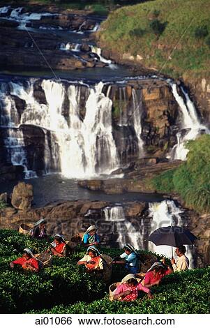 Sri Lanka, Talawakele, Women picking tea in front of St. Clair's waterfall View Large Photo Image Stock Photograph - Sri Lanka, Talawakele, Women picking tea in front of St. Clair's waterfall. Fotosearch